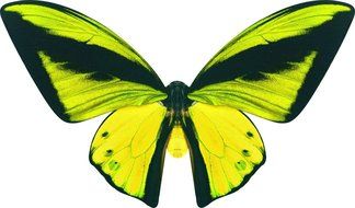 Pre Cut 85 Mixed Edible Butterflies 24 designs 21mm Wafer Paper Cupcake Cake Toppers N5