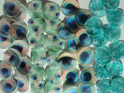 48 round very small 1&quot; Assorted Green Edible Decorative Wafer Paper Peacock Feathers &copy; Wedding Cake Cupcake Toppers