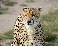 1/4 Sheet - Cheetah - Edible Cake/Cupcake Party Topper!!!
