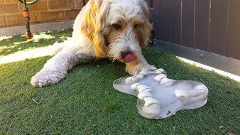Dogs Birthday Cake Pan Novelty Silicone Bone Shape Mold for Pups Celebration Party PLUS Bonus Recipe Ebook!
