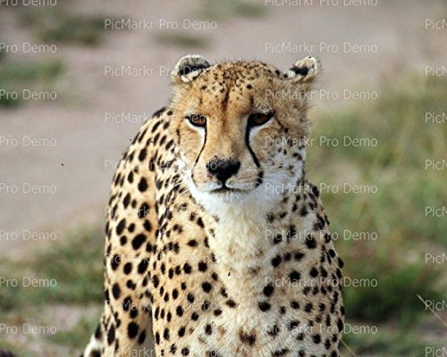 1/4 Sheet - Cheetah - Edible Cake/Cupcake Party Topper!!!