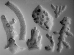 Corals Silicone Mold
