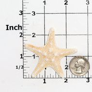 Nobby Star Fish Silicone Mold Food Safe Fondant, Chocolate, Candy, Resin, Polymer Clay, Soap, Wax and Epoxy. Finished... N2