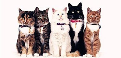 3 Layer Foldable Wire Cat Cage（9060137cm） N3