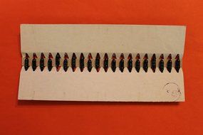 Diode silicon D102 analogue 1N1844, 1N210, 1N211, 1N388, 1N389 USSR 50 pcs