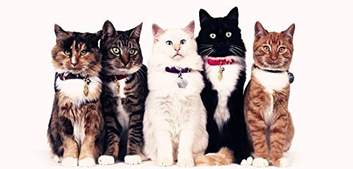 3 Layer Foldable Wire Cat Cage（9060137cm） N3