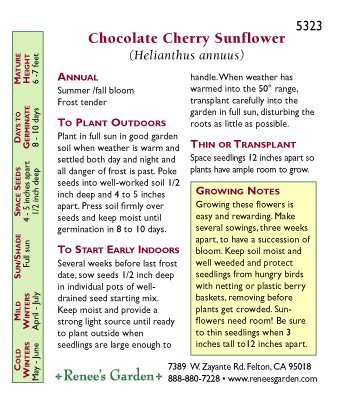 Sunflower, Chocolate Cherry