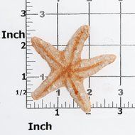 Star Fish Silicone Mold Food Safe Fondant, Chocolate, Candy, Resin, Polymer Clay, Epoxy. Finished star fish measures... N2