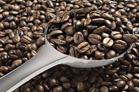 Royal Coffee Scoop - 1 Tablespoon Exact - Stainless Steel Measuring Spoon N3