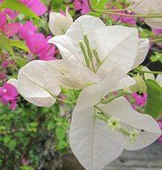 3D Jelly Cake Tools specially -Type 8 - Bougainvillea - 5 pcs/set N2