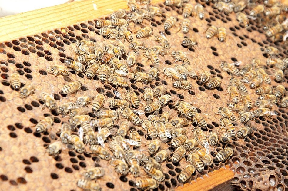 Sourwood Honey - Pure Natural Raw Kosher (16oz x2)