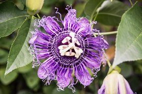 Organic Dried Passion Flower Herbal Tea Wild Flower #2 (4 ounce) N5
