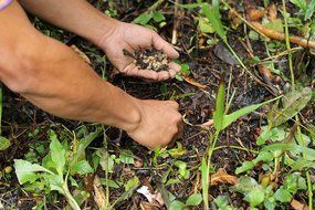 Wild Kopi Luwak Coffee - 50% SALE TODAY- Genuine High Quality Premium Civet Coffee Beans - Organic Natural and... N5