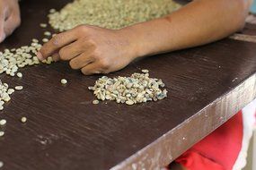 Wild Kopi Luwak Coffee - 50% SALE TODAY- Genuine High Quality Premium Civet Coffee Beans - Organic Natural and... N6