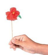 Hibiscus Picks - Set of 12