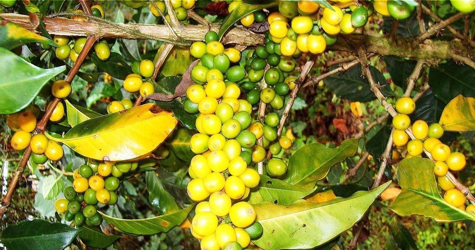 Don Gringo&acute;s Coffee Beans French (Dark) Roast Peruvian Andes&acute; Gourmet Arabica Selection. Single Origin Blend,... N11
