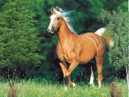 brown nice horse