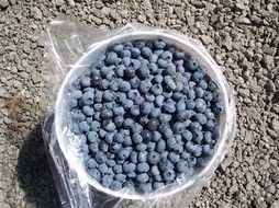 ripe Blueberry in white bowl