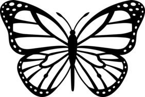 Black And White Butterfly as a illustration