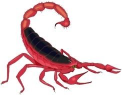 Scorpion Clip Art