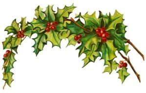 drawn holly branch with berries