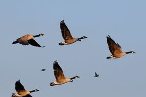 Canada Geese Flyi photo