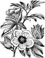 sketch of a flower bouquet