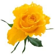 Yellow Rose Clip Art N5