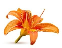 orange lily flower on a white background