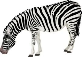 Zebra with head down, side view, drawing
