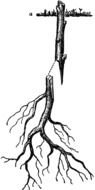 Clip art of Roots