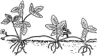 Black and white drawing of the plants in the ground clipart