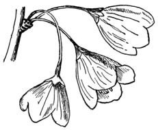 Black and white Clipart of Flowers