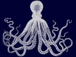 grey Octopus drawing