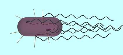 Bacterial with long Pili, drawing