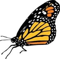 Monarch Butterfly Animal