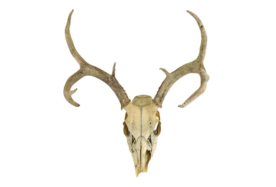 beige deer skull on the wall