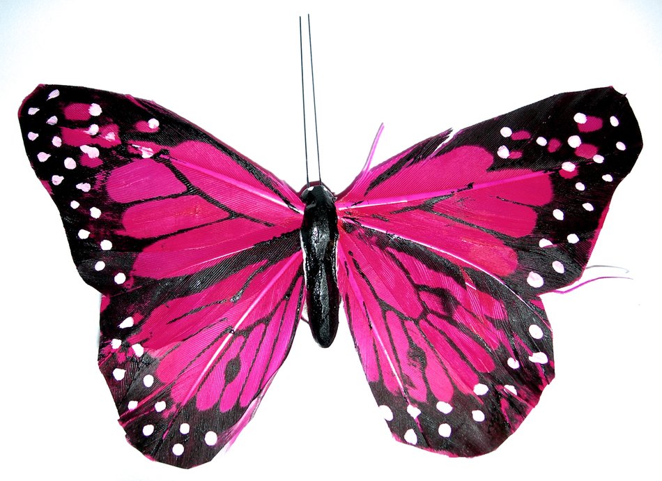 İllustration of the Pink Butterflies