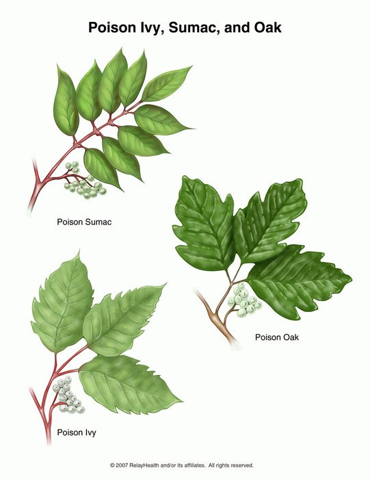 Poison Oak Free Image Download