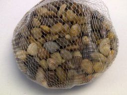 TBC Pebbles: Beautiful Assorted Polished Small River Rocks (Pebbles). Assorted Colors and Sizes. Use as Vase Fillers...