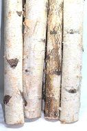 Northern white birch logs. set of 8 logs N4