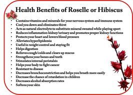 natural dry Roselle or Hibiscus tea flower beverage drinking for health high in vitamin C