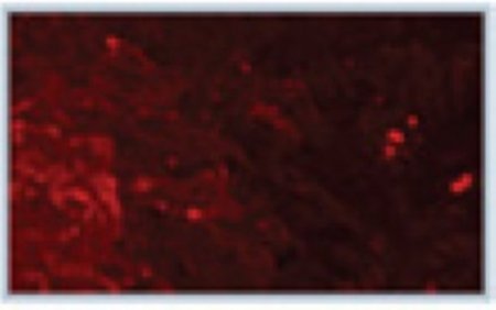 Napoleon MEGR Fireplace Glass Embers Media Kit for Patioflame - Red