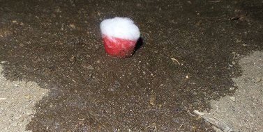 Radish Fire Starter For Camping, Fire Place, Recreation, Wet, Windy, Cold, Emergency Long Burning Cotton Fire... N5