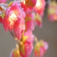 KAKA(TM) Creative DIY Pink Flower Led String Lights with Battery Operated Light for Christmas Wedding Party Garden... N3