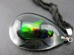 Real Scarab Beetle in clear resin Pendant Necklace China Insect N2