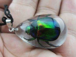 Real Scarab Beetle in clear resin Pendant Necklace China Insect N3