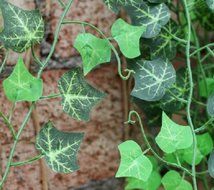 ue06 Fake Foliage Artificial Ivy Leaf Plants Vine Flowers Home Decor 7.62ft N4