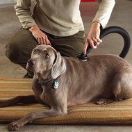 Shop-Vac 9190400 1.1/4-Inch Dog Grooming Tool