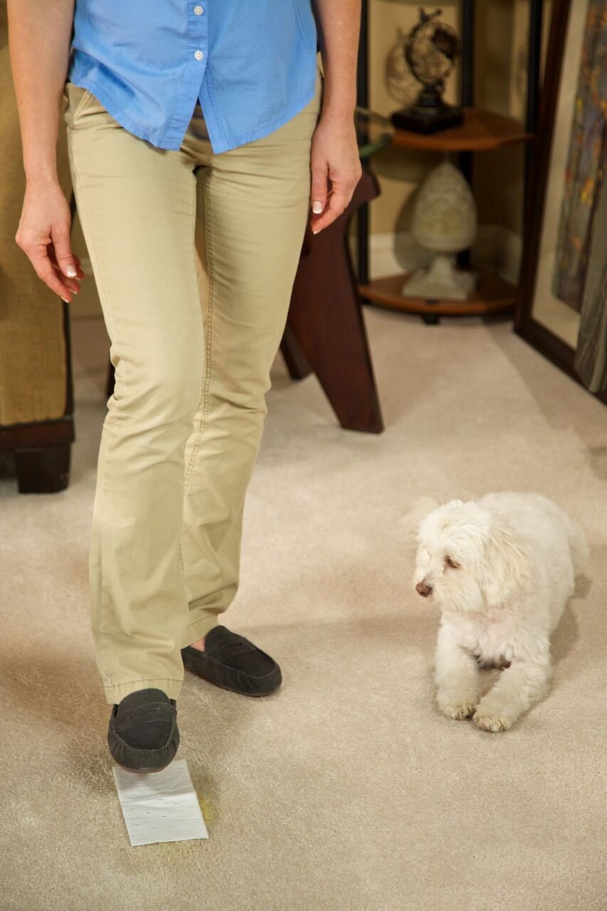 Woolite Carpet and Rug Stomp N' Go Stain Lifting Pads - 5 Pack N2 free ...